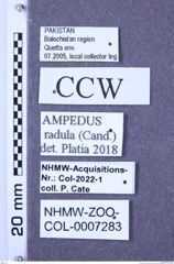 Etiketten zu Ampedus radula (Candèze, 1900) (NHMW-ZOO-COL-0007283)